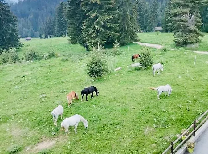 Secret 533 At Oak Apartment *